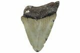 Bargain, Fossil Megalodon Tooth - Serrated Blade #295439-1